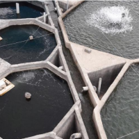 فروش 2000 متر مزرعه پرورش ماهی قزل آلا در شیروان