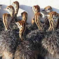 معاوضه یا فروش  40000 متر  مزرعه پرورش شترمرغ جاده تهران ساوه