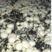 فروش 307 متر کارگاه تولید قارچ در اصفهان