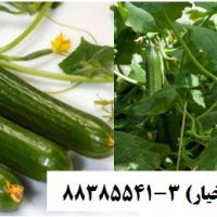 پرلیت و تاثیر آن بر پرورش خیار گلخانه ای Perlite