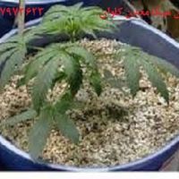 خرید- فروش ورمیکولیت(Vermiculite) کشاورزی معدن کاوان