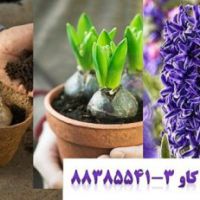 پرلیت و کاشت و پرورش پیاز سنبل perlite