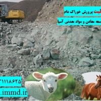 فروش زئولیت در خوراک دام و طیور