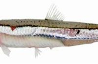 ماهی متو و ساردین خشک  و پودر ماهی