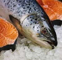 پخش ماهی شوریده صید روز