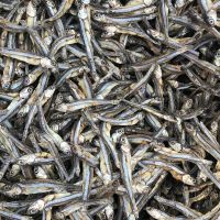 فروش ماهی متو صادراتی درجه یک