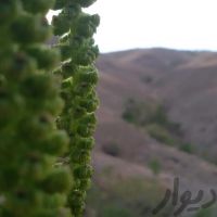 فروش زمین کشاورزی در سامان