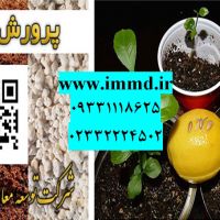 فروش بستر کشت نهال مرکبات