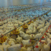 فروش مرغداری گوشتی 14 هزارتایی در گرمسار با تجهیزات و سند رسمی