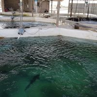 فروش پرورش ماهی در آمل