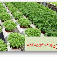 مزیت‌های استفاده از پرلیت در کشت هیدروپونیک perlite