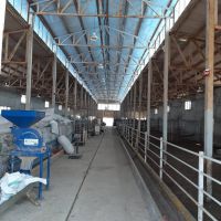 فروش دامداری صنعتی ۱۰۰۰ راسی گوسفند کیاسر