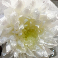 تولید و پخش انواع گل های سر شاخه در کرمان