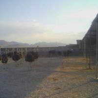 فروش پرورش شترمرغ در اصفهان