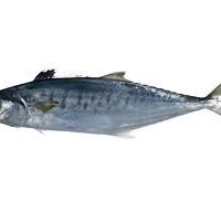 ماهی قباد اصل