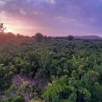 مشاور کود برای مزرعه