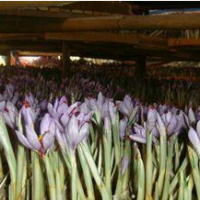 جذب سرمایه گذار جهت کشت گلخانه ای زعفران در قم