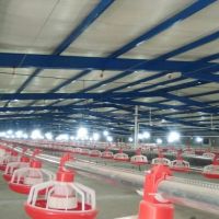 اجاره مرغداری صنعتی 20 هزار قطعه ای گوشتی در تهران