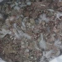 خرید نقدی کود کبوتر در هر تناژ