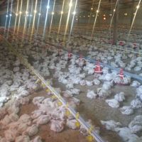فروش مرغداری گوشتی 70 هزار متر مکعب در قزوین