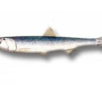 پخش ماهی قباد صید روز