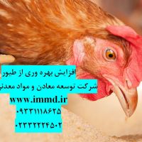 افزایش بهره وری از طیور
