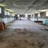 فروش 9000 متر مرغداری در لنگرود