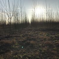 زمین باغ ٨ هکتاری بندرانزلی