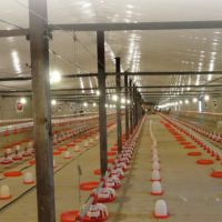 فروش مرغداری گوشتی 30000 تایی در تهران