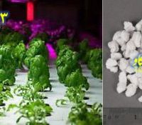 پرلیت و مزایای آن در کشاورزی Perlite