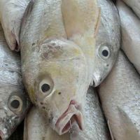 ماهی سنگسر طلائی