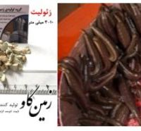 زئولیت، سود آوری و آرامش بیشتر در پرورش زالو (Zeolite)