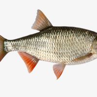 پخش ماهی حلواسیاه صید روز