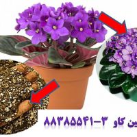 پرلیت و پرورش بنفشه آفریقایی perlite