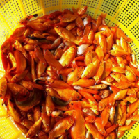 تولید و فروش ماهی کوی وقرمز در قزوین