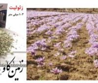 تاثیرات زئولیت در مرغوبیت محصولات کشاورزی Zeolite