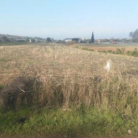 فروش 2000 متر زمین در نکا