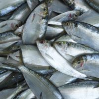 پخش عمده ماهی صید روز