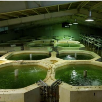 فروش 2400 متر پرورش ماهی در طالقان