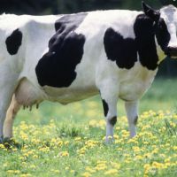 فروش زمین گاوداری در داران