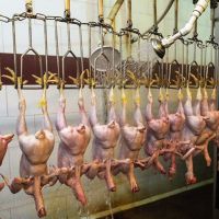 فروش کشتارگاه مرغ کاملا مکانیزه در سمنان