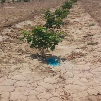 فروش باغ پسته در گرمسار