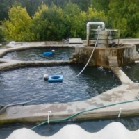 فروش پرورش ماهی در تبریز