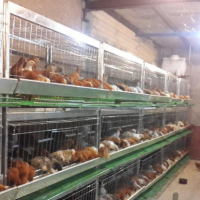 تولیدی قفس مرغ تخم گذار