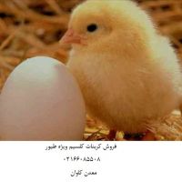 خرید کربنات کلسیم خوراک طیور- فروش کربنات کلسیم معدن کاوان