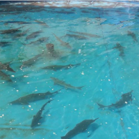 فروش 15670 مترباغ کیوی و پرورش ماهی در رودسر