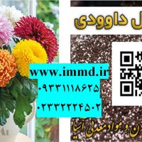 فروش پرلیت برای بستر کشت گل داوودی