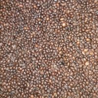 سایت فروش دانه قهوه در اصفهان