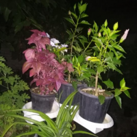 انواع گل از تولیدی در اومیه