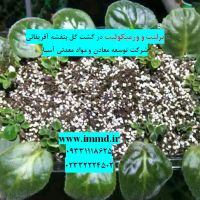 فروش بسترهای کشت گل بنفشه آفریقائی
